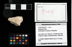 Foto (Objekt + Etikett) von Decapoda indet.  (NHMW-GEO-2014-0194-0151)